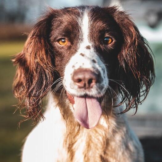 Large springer spaniel outlet